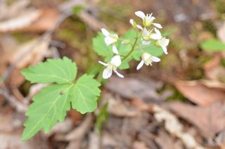 3951_CARDDIP_503 thumbnail