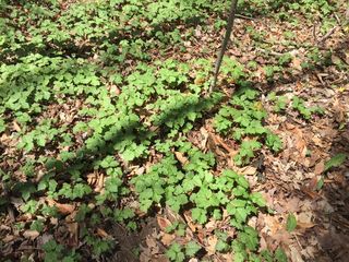 3951_CARDDIP_508 thumbnail