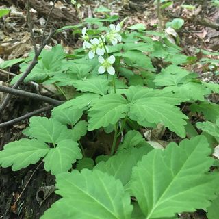 3951_CARDDIP_509 thumbnail