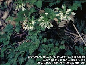 3951_CARDDIP_6 thumbnail