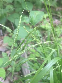 4751_CAREARC_500 thumbnail