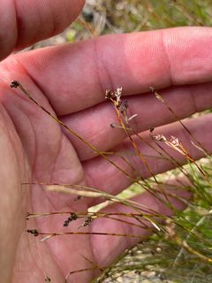 4851_CAREEBU_501 thumbnail