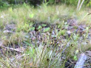 4851_CAREEBU_510 thumbnail