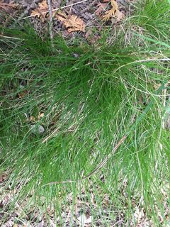 4851_CAREEBU_518 thumbnail