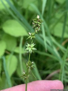 5057_CAREROS_500 thumbnail