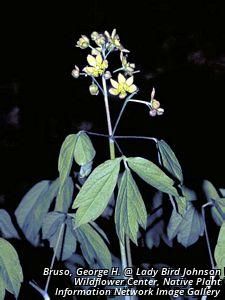 3670_CAULTHA_10 thumbnail