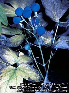 3670_CAULTHA_11 thumbnail