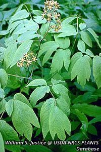 3670_CAULTHA_2 thumbnail