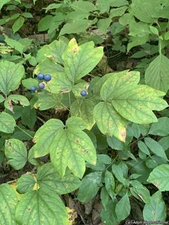 3670_CAULTHA_500 thumbnail