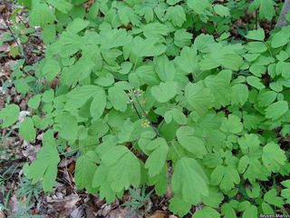 3670_CAULTHA_504 thumbnail