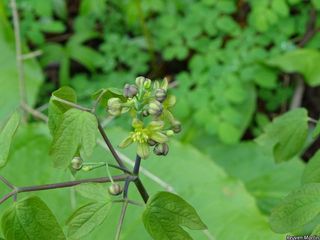 3670_CAULTHA_507 thumbnail