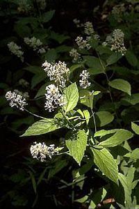 8587_CEANAME_11 thumbnail