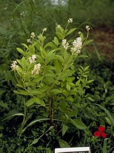 8587_CEANAME_12 thumbnail