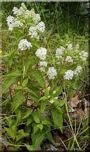 8587_CEANAME_3 thumbnail