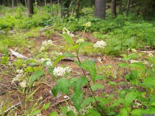 8587_CEANAME_505 thumbnail