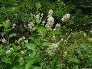 8587_CEANAME_515 thumbnail