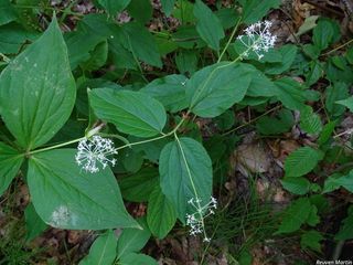 8587_CEANAME_516 thumbnail