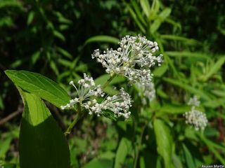 8587_CEANAME_519 thumbnail