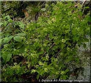 4449_CELASCA thumbnail