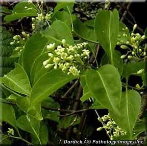 4449_CELASCA_2 thumbnail