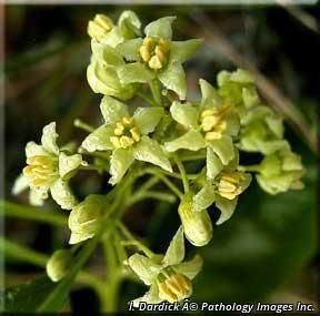 4449_CELASCA_3 thumbnail