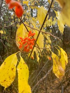 4449_CELASCA_500 thumbnail