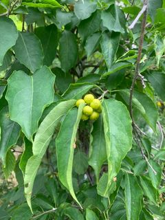 4449_CELASCA_503 thumbnail