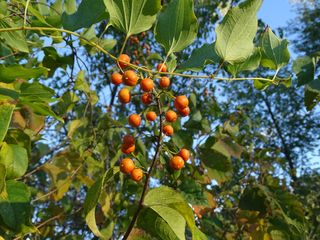 4449_CELASCA_504 thumbnail