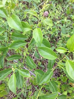 4449_CELASCA_508 thumbnail