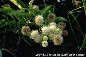 8994_CEPHOCC thumbnail