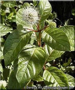 8994_CEPHOCC_4 thumbnail