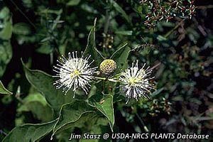 8994_CEPHOCC_5 thumbnail