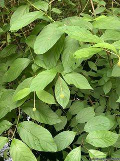 8994_CEPHOCC_503 thumbnail