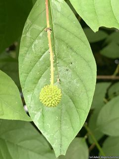 8994_CEPHOCC_504 thumbnail