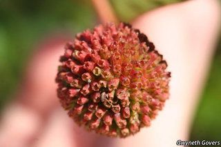 8994_CEPHOCC_803 thumbnail