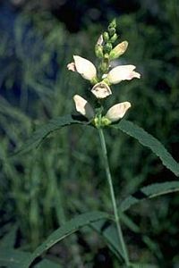 7220_CHELGLA thumbnail