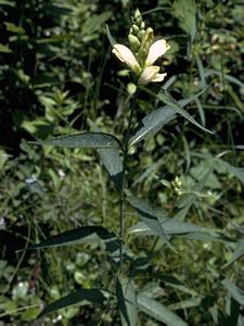 7220_CHELGLA_10 thumbnail