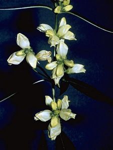 7220_CHELGLA_11 thumbnail