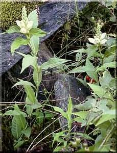 7220_CHELGLA_17 thumbnail