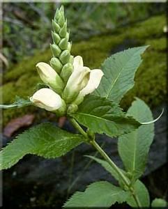 7220_CHELGLA_18 thumbnail