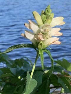 7220_CHELGLA_500 thumbnail