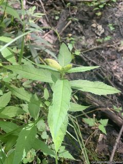 7220_CHELGLA_503 thumbnail