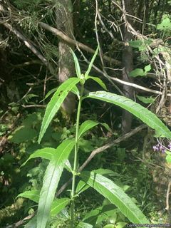 7220_CHELGLA_505 thumbnail