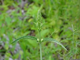 7220_CHELGLA_515 thumbnail