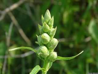 7220_CHELGLA_519 thumbnail