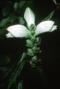 7220_CHELGLA_6 thumbnail