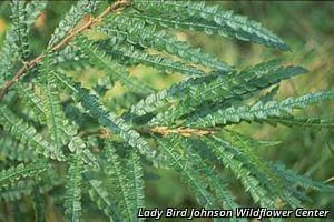 6678_COMPPER thumbnail