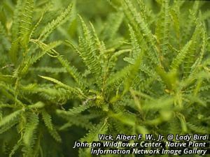 6678_COMPPER_4 thumbnail