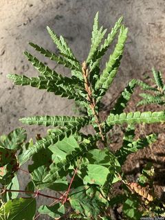 6678_COMPPER_500 thumbnail