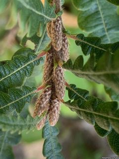 6678_COMPPER_502 thumbnail